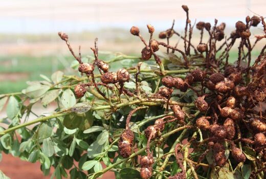 تولید شیر و بادام زمینی بدون آلرژی در استرالیا 