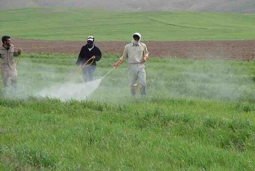 بازدید مستمر کارشناسان حفظ نباتات از مزارع، باغات و گلخانه ها جهت کنترل آفات و بیماری‌ها