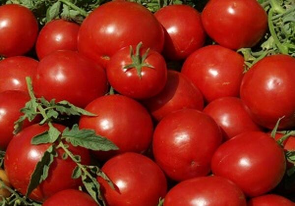 ۹۰ درصد مزارع گوجه فرنگی استان قزوین به روش قطره‌ای آبیاری می‌شود