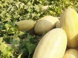افزایش عملکرد محصول خربزه زرین دشت با اجرای سیستم آبیاری نواری