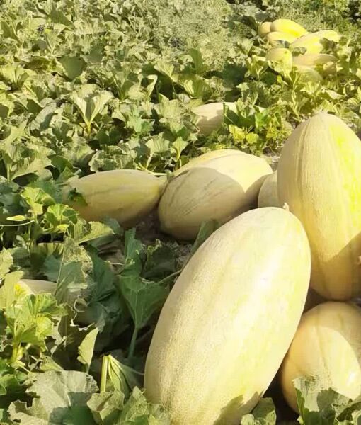 افزایش عملکرد محصول خربزه زرین دشت با اجرای سیستم آبیاری نواری