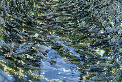 صادرات پایدار و ایمن با پیشگیری از بروز بیماری در مزارع پرورش ماهیان گرمابی