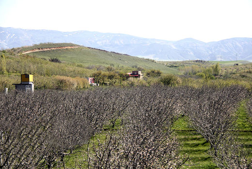 کشاورزان آذربایجانی همراه با سرما اشک ریختند