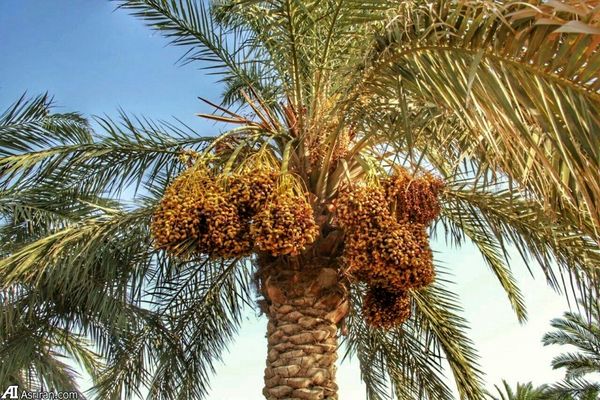تولید 80 درصد خرمای درجه یک در نخلستان‌های خوزستان