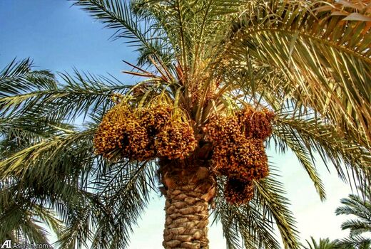 تولید 80 درصد خرمای درجه یک در نخلستان‌های خوزستان