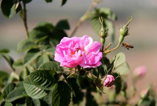 برداشت گل محمدی از مزرعه دانشگاه آزاد اسلامی شهرکرد