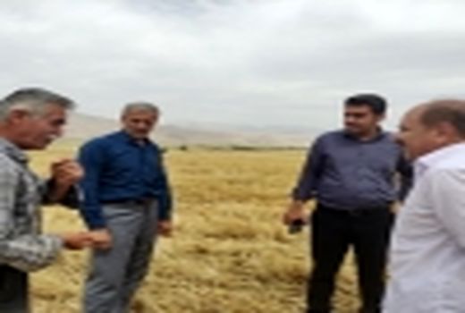 خرید بیش از 6 هزار تن گندم و کلزا در ایذه