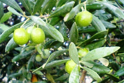 استان زنجان؛ رتبه نخست کشور در تولید زیتون