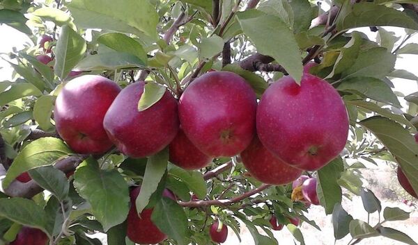 افزیش 60 درصدی تولید سیب درختی در مهاباد