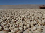 احیای ترمینال ایستگاه ۲۲ بهمن پژوهشکده پسته با هدف فرآوری پسته سالم و ارتقای کیفیت 