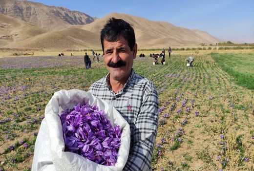 برداشت طلای سرخ در چهارمحال و بختیاری