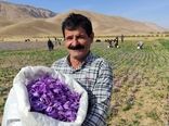 برداشت طلای سرخ در چهارمحال و بختیاری