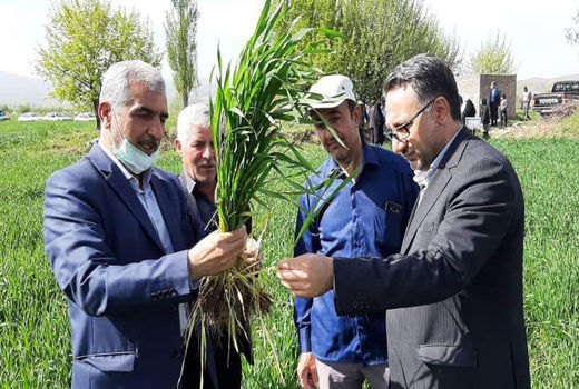 هر ایرانی سالانه چیزی حدود 110 کیلوگرم گندم برای نان مصرف می‌کند