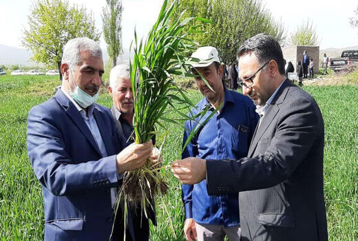 هر ایرانی سالانه چیزی حدود 110 کیلوگرم گندم برای نان مصرف می‌کند