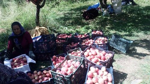 سیب اقلید زینت بخش بازار کشور