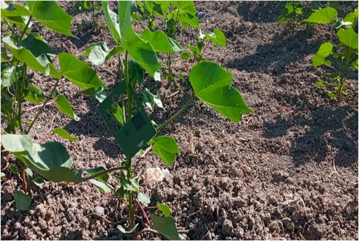 اجرای طرح کنترل بیولوژیک در مزارع پنبه در شهرستان خداآفرین