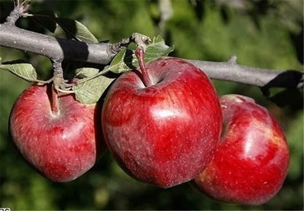 برداشت ۲۷۰ هزار تن سیب پاییزه در فارس