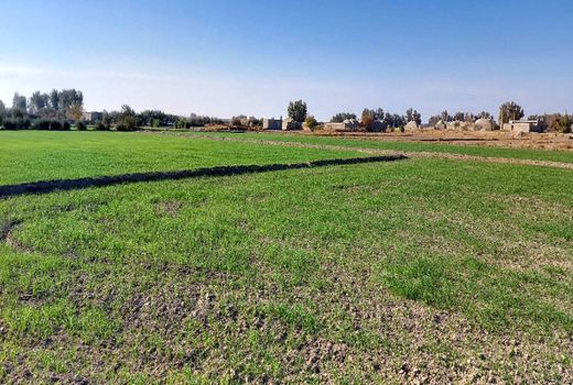 140هزار هکتار از ارضی کشاورزی سیستان و بلوچستان زیرکشت پاییزه می‌رود