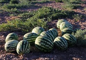 پیش‌بینی تولید بیش از ۴ هزار تن هندوانه در بیرجند