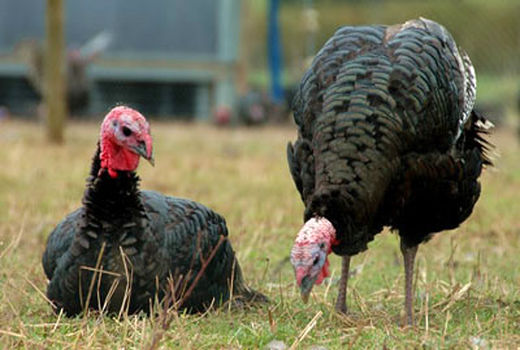 زنجیره ارزش ‌بوقلمون‌ در کرمانشاه راه‌اندازی می‌شود