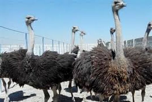 تولید سالانه 24 تن گوشت آماده طبخ شترمرغ در خوزستان