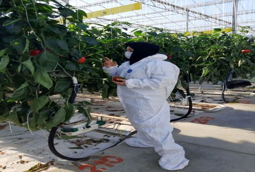 مدیریت تلفیقی آفات در گلخانه ها اصل مهم برای کاهش مصرف سموم