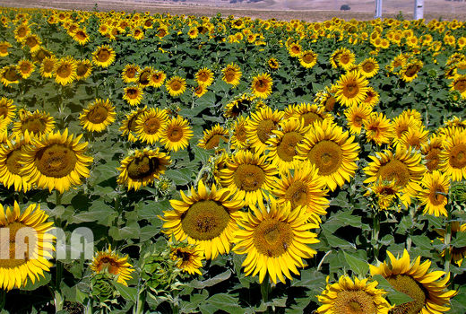 مزرعه آفتاب‌گردان