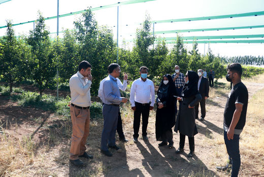 بازدید رییس سازمان جهاد کشاورزی استان قزوین از طرح سایبان باغات میوه