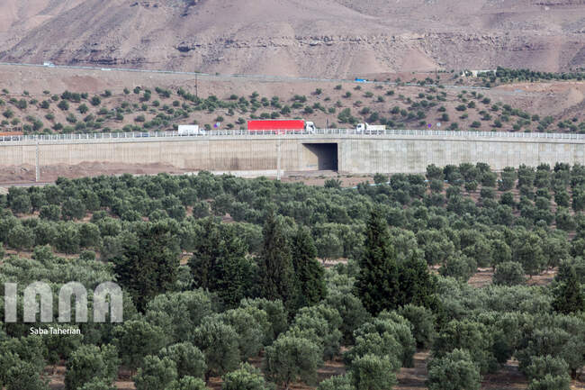  باغ بزرگ زیتون‌کشور در منجیل