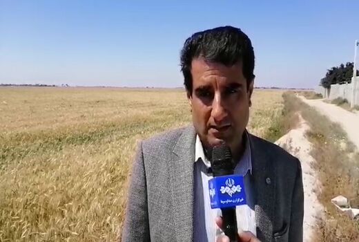 بوشهر امسال در تولید گندم خودکفا می‌شود 