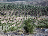 بازدید حجتی از طرح  توسعه باغات زیتون در طارم 