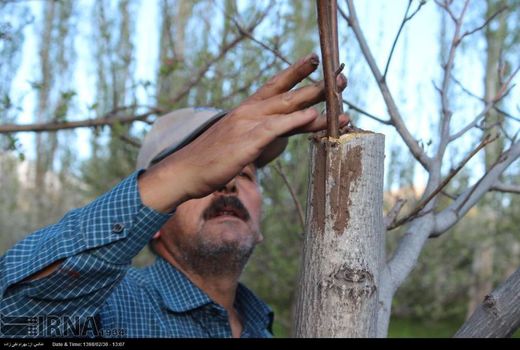  تور ترویجی سرشاخه‌کاری گردو در استان همدان برگزار می‌شود