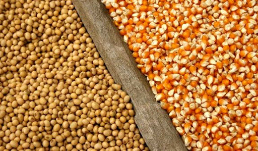 نهادههای مورد نیاز مرغداریهای گوشتی سیستمی توزیع خواهد شد