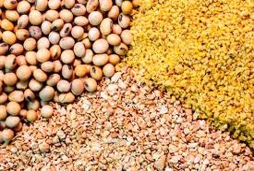 توزیع 32 هزار تن نهاده‌های دامی در استان قزوین 