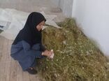 رشد ۲ برابری برداشت پیله کرم ابریشم در جنوب کرمان