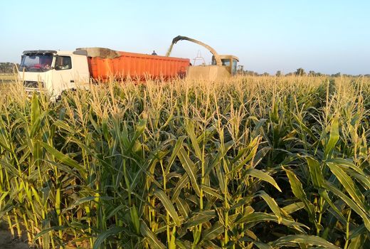 پیش بینی برداشت بیش از  ۷ هزار تن ذرت علوفه‌ای در کیار