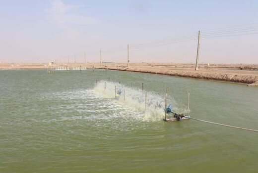 برداشت ۲ هزار و ۵۸۰ تن میگو از سطح هزار و ۳۴ هکتار مزارع استان