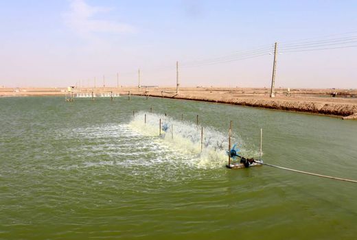 برداشت ۲ هزار و ۵۸۰ تن میگو از سطح هزار و ۳۴ هکتار مزارع استان