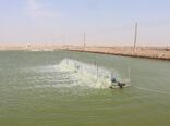 برداشت ۲ هزار و ۵۸۰ تن میگو از سطح هزار و ۳۴ هکتار مزارع استان