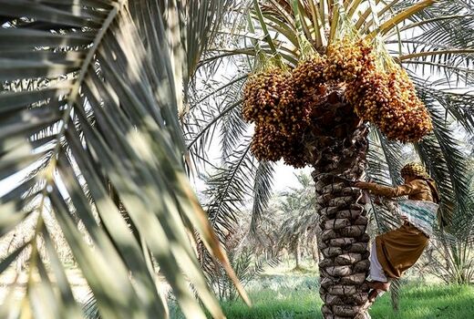 ٩٠ درصد مطالبات نخلداران خوزستانی پرداخت شد