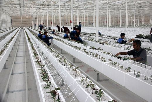 بخش کشاورزی ظرفیت‌های قابل توجهی در اشتغال‌زایی دارد