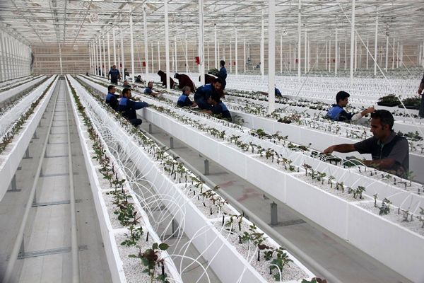 بخش کشاورزی ظرفیتهای قابل توجهی در اشتغالزایی دارد