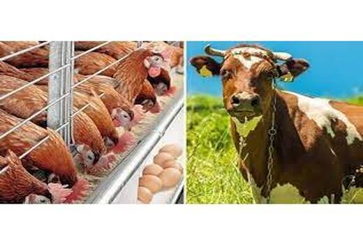 368 میلیارد تسهیلات سرمایه در گردش در بابل پرداخت شد