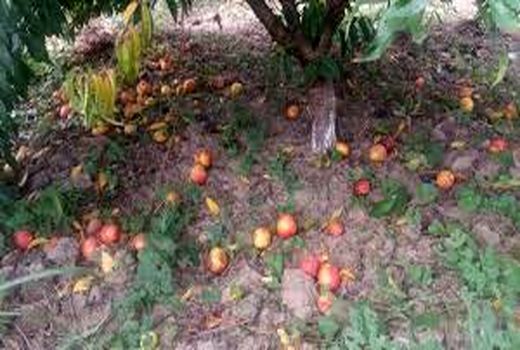 هجوم آفت مگس میوه مدیترانه ای به باغات شهرستان رابر