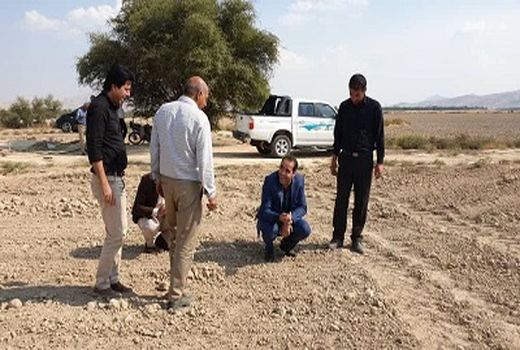 کاشت کلزا، موجب رونق تولید و کاهش هزینه‌ها در بخش صنایع کشور است