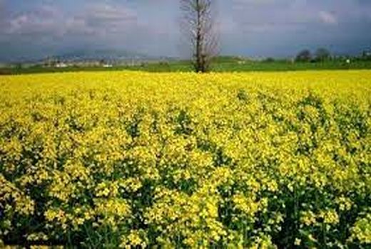 کشت مکانیزه کلزا در بخش ماهان
