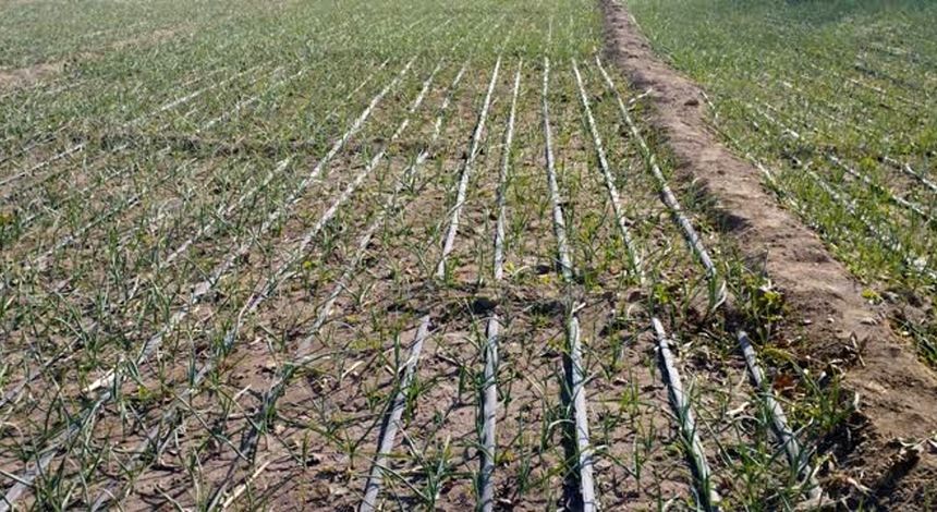 کشت پاییزه سیر در ۳۵۵ هکتار از اراضی کشاورزی آذربایجان شرقی