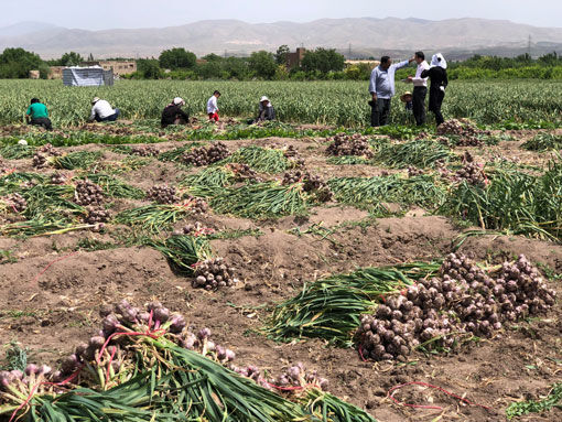 برداشت 850 تن سیر خشک از مزارع شهرستان بناب
