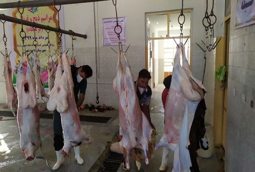 ذبح ۴۱۰ راس دام قربانی جهت توزیع در بین نیازمندان ایلام