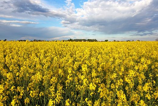 پرداخت مطالبات یک هزار میلیارد تومانی کلزاکاران در آینده نزدیک